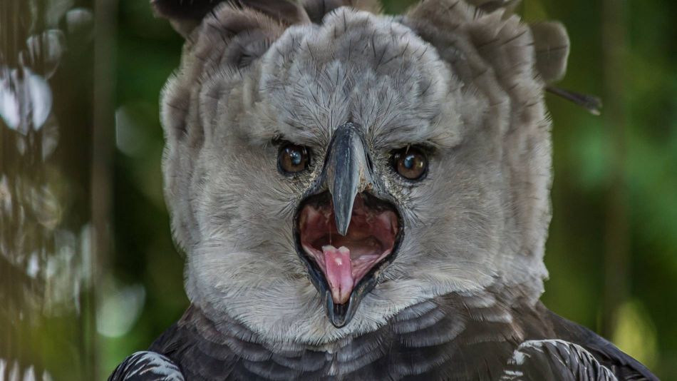 Reapareció el ave más poderosa de América Latina: hacía 20 años que no se veía una viva
